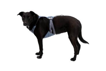 Load Up™ Harness (New Design) Slate Blue Gr. S
